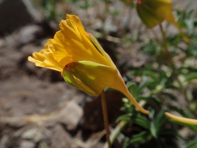 Tropaeolum leptophyllum, photographed by Nolan Exe