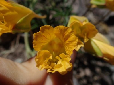 Tropaeolum leptophyllum, photographed by Nolan Exe