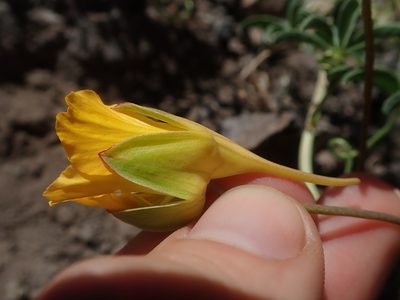 Tropaeolum leptophyllum, photographed by Nolan Exe