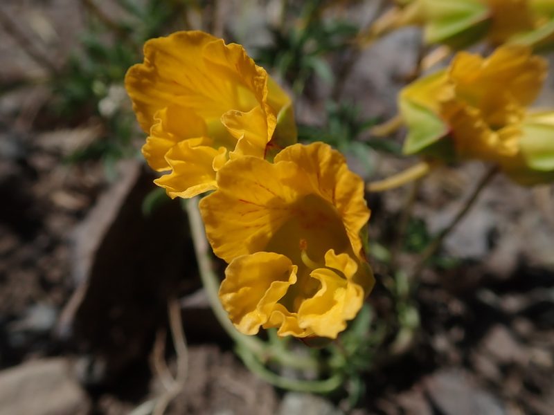 Tropaeolum leptophyllum, photographed by Nolan Exe