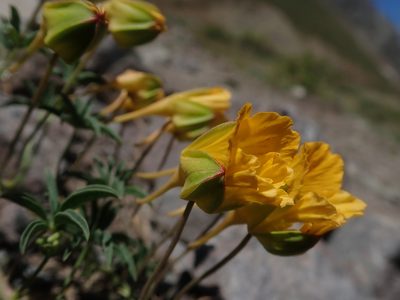 Tropaeolum leptophyllum, photographed by Nolan Exe