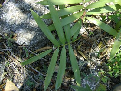 Zamia loddigesii, photographed by Tereso Hernández Morales