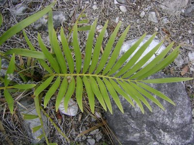 Zamia loddigesii, photographed by Tereso Hernández Morales