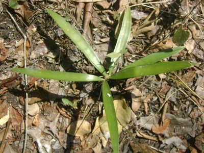 Zamia loddigesii, photographed by Tereso Hernández Morales
