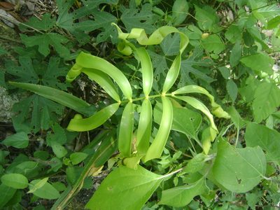 Zamia loddigesii, photographed by Tereso Hernández Morales