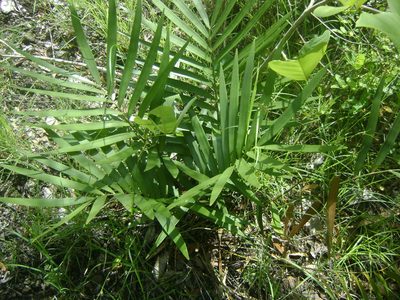 Zamia loddigesii, photographed by Tereso Hernández Morales