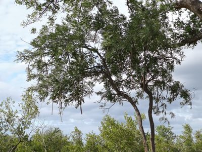 Cassia abbreviata, photographed by Jens-Christian Svenning