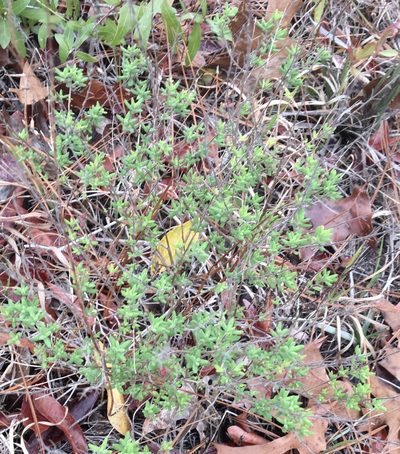 Clinopodium dentatum, photographed by Jessica