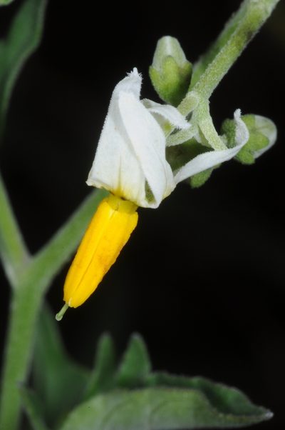 Solanum salicifolium, photographed by aacocucci