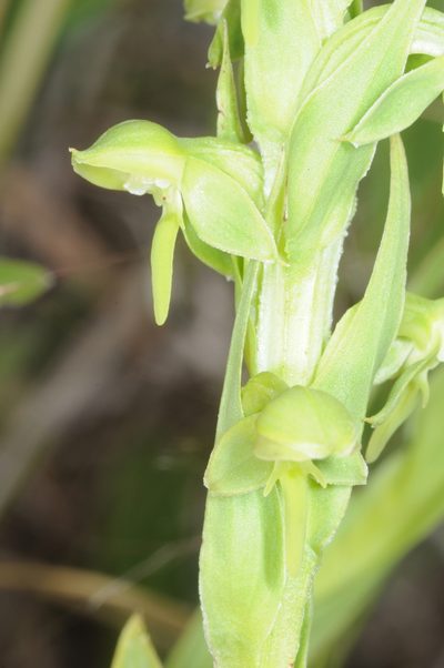 Habenaria hexaptera, photographed by aacocucci