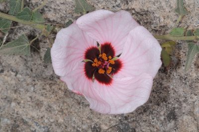 Pavonia aurigloba, photographed by aacocucci