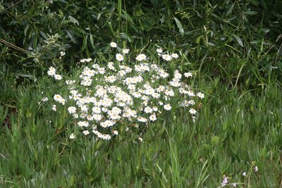 Argyranthemum foeniculaceum, photographed by runcator