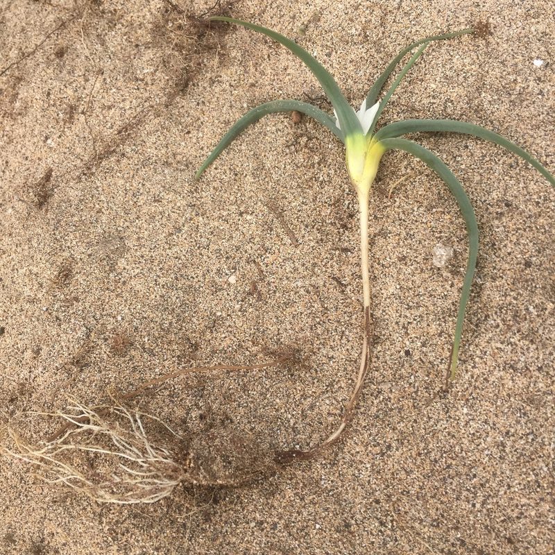Colchicum psammophilum, photographed by Andre Hosper