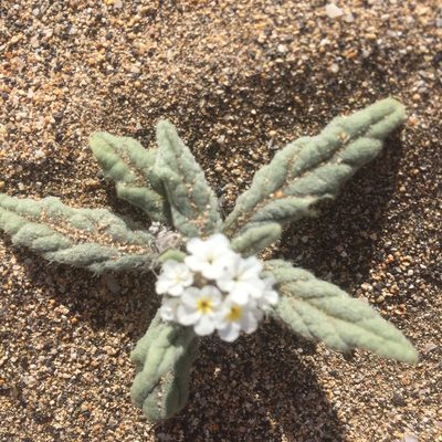 Heliotropium ramosissimum, photographed by Andre Hosper