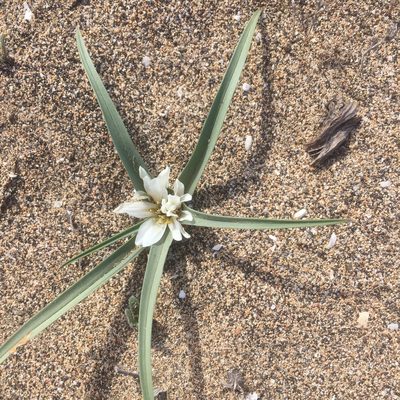 Colchicum psammophilum, photographed by Andre Hosper