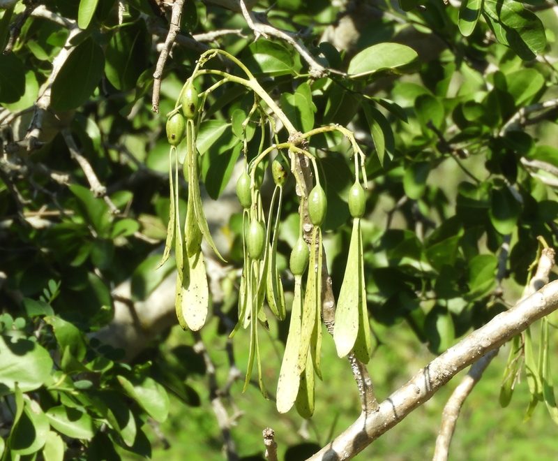Gyrocarpus jatrophifolius, photographed by Francisco Farriols Sarabia