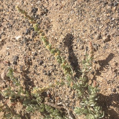 Atriplex glauca