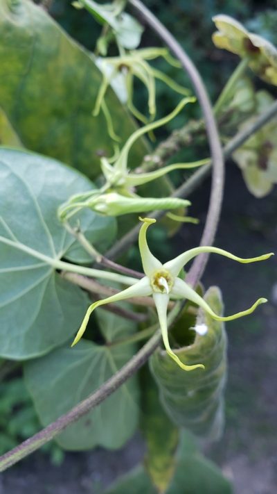 Oxypetalum cordifolium, photographed by Leonardo O. Alvarado Cárdenas