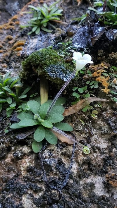 Pinguicula robertiana, photographed by Leonardo O. Alvarado Cárdenas