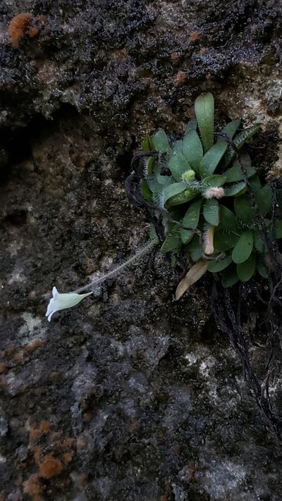 Pinguicula robertiana, photographed by Leonardo O. Alvarado Cárdenas