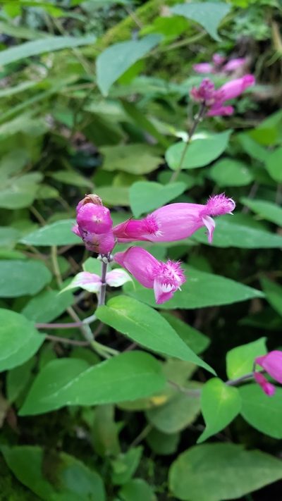 Salvia involucrata, photographed by Leonardo O. Alvarado Cárdenas