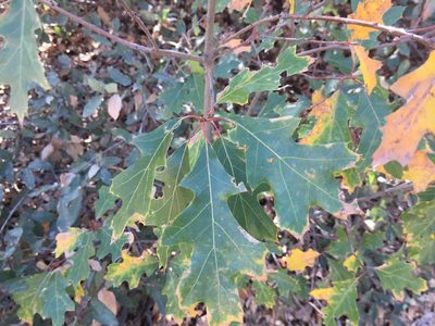 Quercus gravesii, photographed by G Key