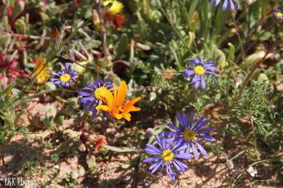 Felicia australis, photographed by lallen