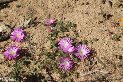 Cleretum hestermalense, photographed by lallen