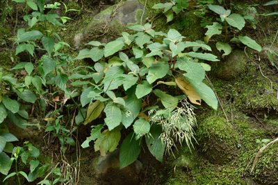 Paraboea swinhoei, photographed by 國立臺灣博物館