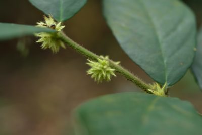 Lasianthus curtisii, photographed by 國立臺灣博物館
