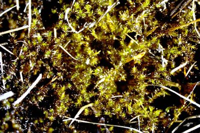 Campylium stellatum, photographed by Allan Harris