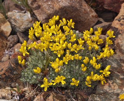 Draba subumbellata, photographed by Steve Matson