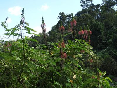 Calliandra houstoniana, photographed by Alexis López Hernández