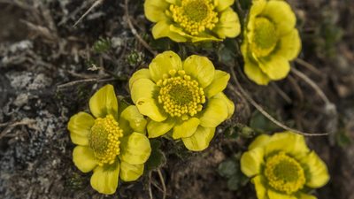 Ranunculus pachyrrhizus, photographed by Cara-Lisa Schloots