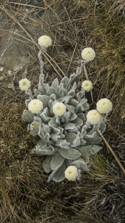 Craspedia lanata, photographed by Cara-Lisa Schloots
