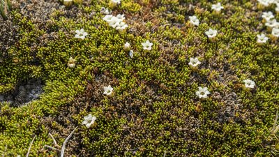 Dracophyllum muscoides, photographed by Cara-Lisa Schloots