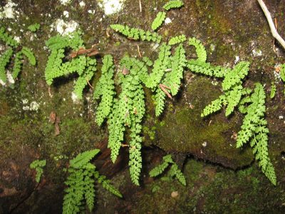 Woodsia alpina, photographed by Allan Harris