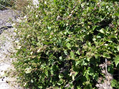 Sabdariffa diversifolia, photographed by Peter de Lange