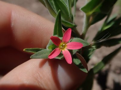 Collomia biflora, photographed by Nolan Exe