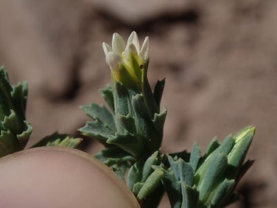 Chaetanthera euphrasioides, photographed by Nolan Exe
