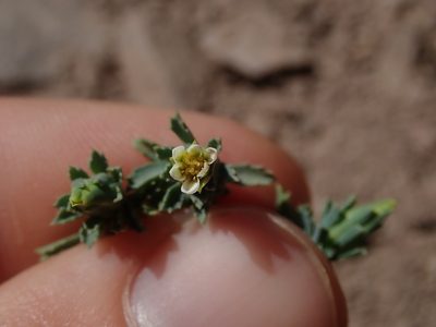 Chaetanthera euphrasioides, photographed by Nolan Exe