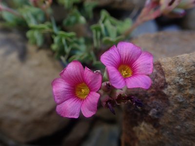 Oxalis squamata, photographed by Nolan Exe