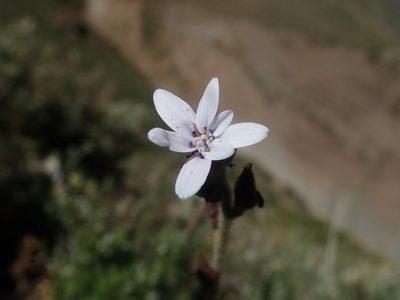 Leucheria gayana, photographed by Nolan Exe