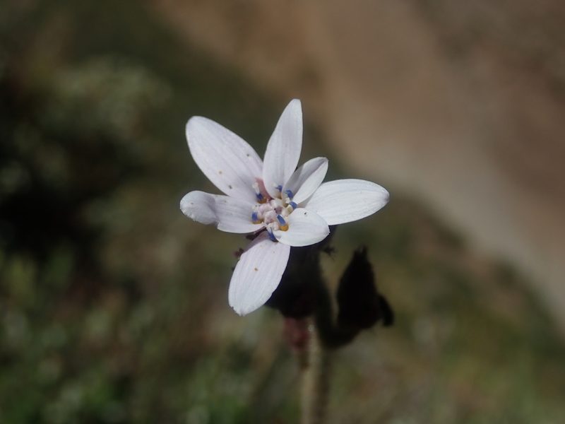 Leucheria gayana, photographed by Nolan Exe