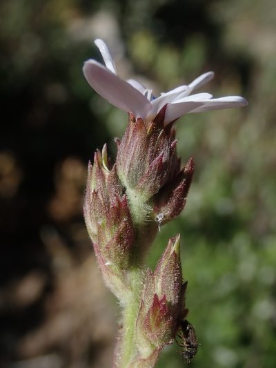 Leucheria gayana, photographed by Nolan Exe
