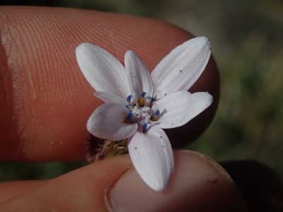 Leucheria gayana, photographed by Nolan Exe