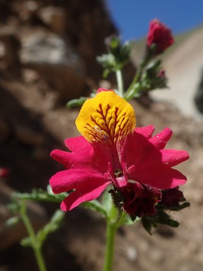 Schizanthus grahamii, photographed by Nolan Exe