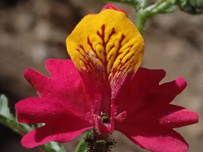 Schizanthus grahamii, photographed by Nolan Exe