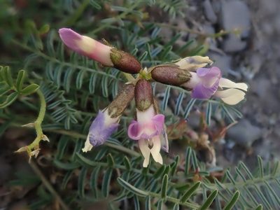 Astragalus cruckshanksii, photographed by Nolan Exe