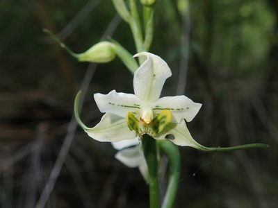 Gavilea araucana, photographed by Nolan Exe